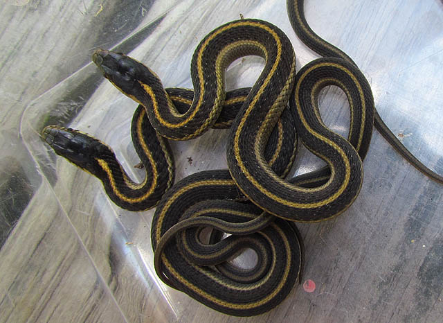 Coast Garter Snake